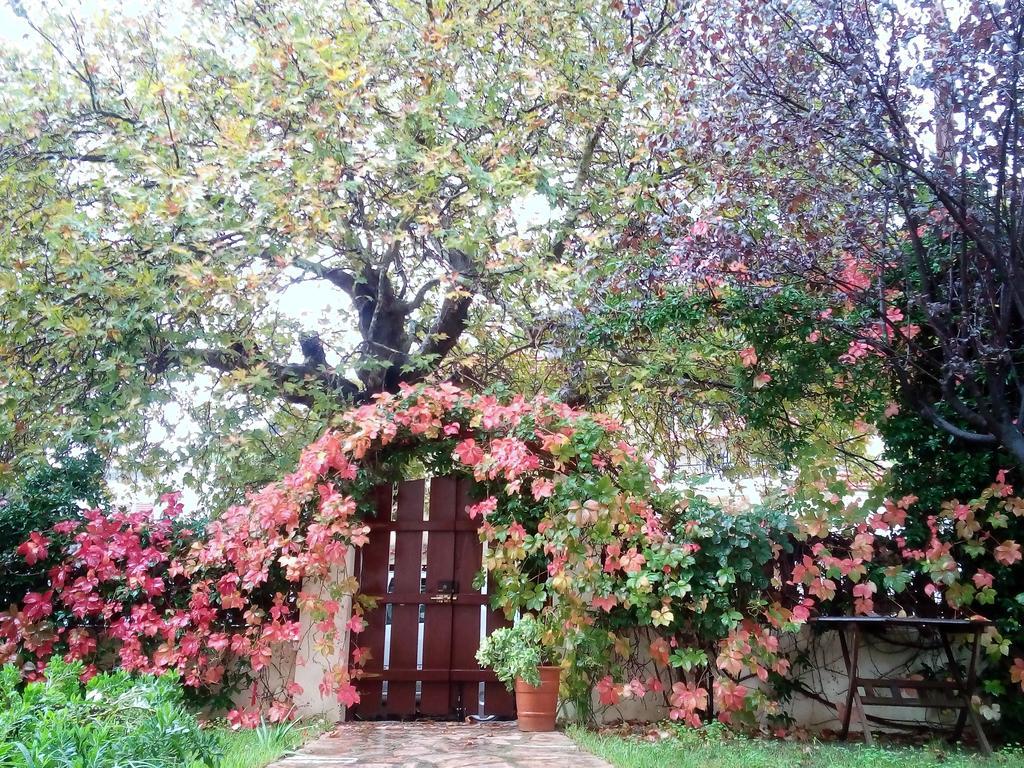 Villa The Platanus Tree Kato Vasiliki Exteriér fotografie